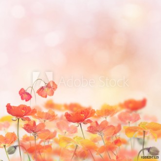 Picture of Poppy Flowers Blossom